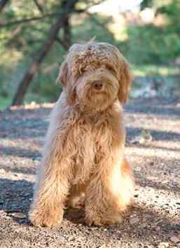 Health Tested Labradoodle Parents with a small brown dog sitting on a dirt road.