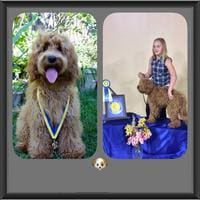 A picture of a Labradoodle and a girl with a medal.