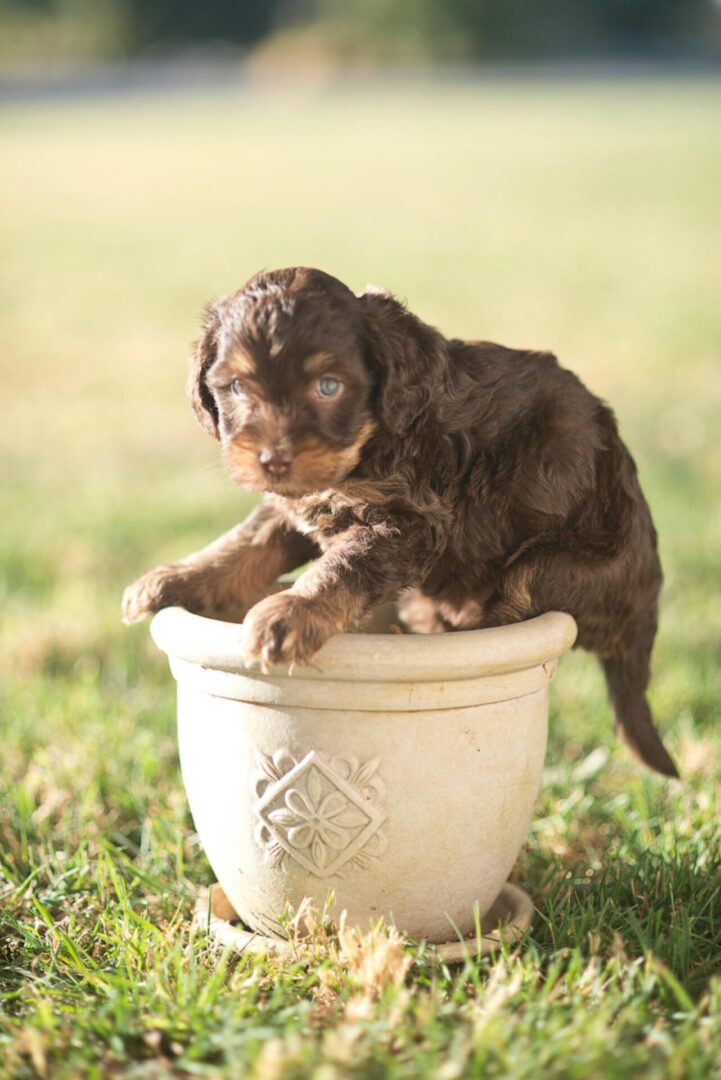 A doodle puppy sitting in a flower pot.