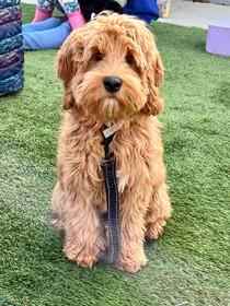 A small brown dog, born from Health Tested Labradoodle Parents, sitting on the grass.