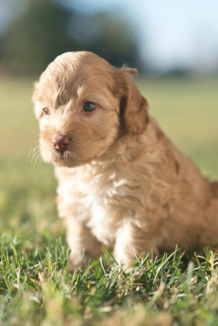A small brown puppy sitting in the grass, adorable and full of energy.