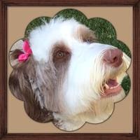 A Labradoodle in a brown frame.