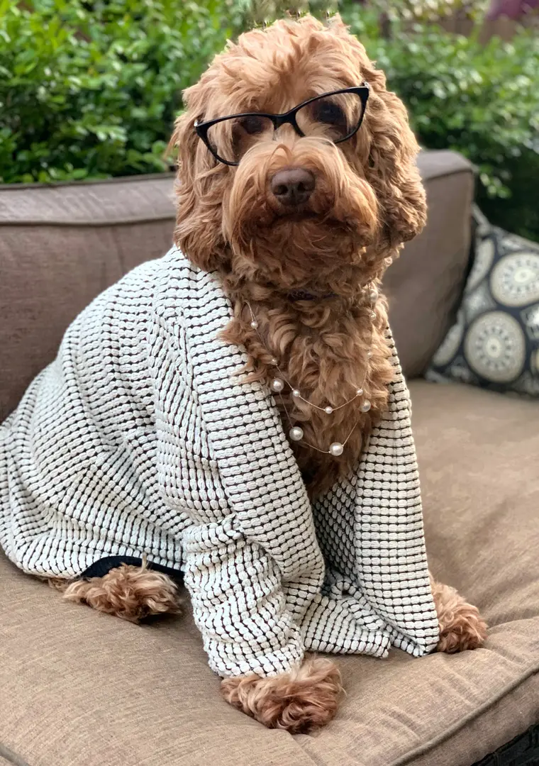 An Austrian Labradoodle wearing glasses and a coat sitting on a couch.