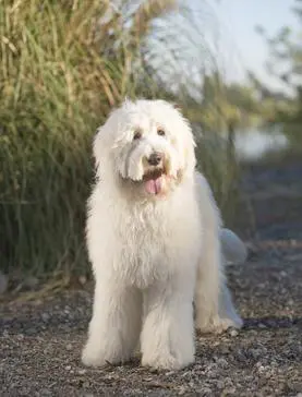 A white dog standing on a gravel road near a body of water.
