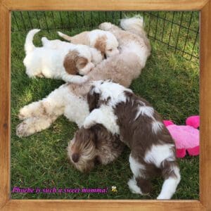 Delta Breeze Labradoodles. Multiple multigenerational Australian labradoodle puppies eating and sleeping with mom.