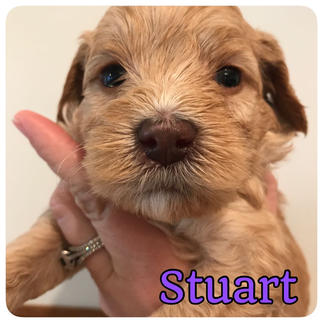A person holding a brown multigeneration labradoodle puppy named Stuart.