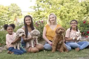 Granddaughter's sitting on the lawn with multiple multigenerational Australian labradoodle dogs. So cute.