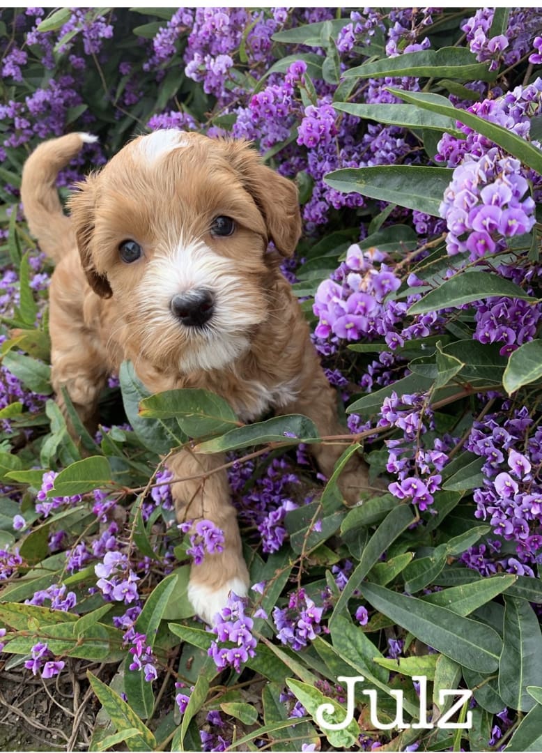 Multigeneration labradoodle puppies, in a variety of brown and white coats, are standing playfully among vibrant purple flowers.