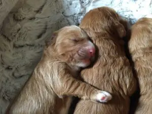 Delta Breeze Labradoodles. Two red and white multigenerational Australian labradoodle puppies cudling together.