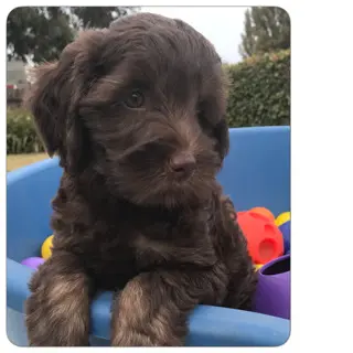 A brown puppy is sitting in a blue bowl for sale.