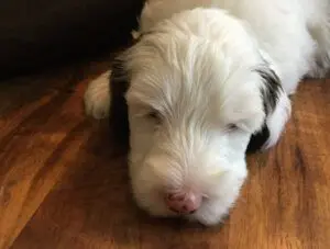 A black and white multigenerational Australian labradoodle puppy sleeping on the floor.