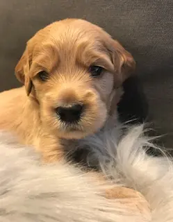 A multigenerational labradoodle puppy, with a fluffy fur coat, lounging on a cozy couch.