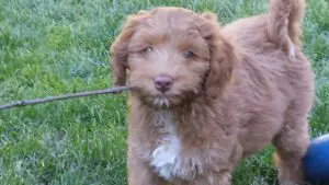 Delta Breeze Labradoodles. A red and white multigenerational Australian labradoodle puppy. Close up shot of the puppy with a stick in his mouth.