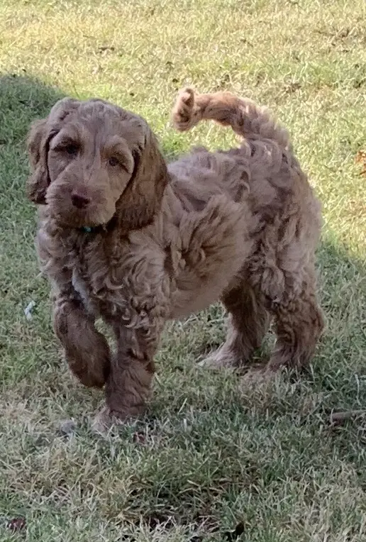 A small labradoodle puppy standing in the grass.