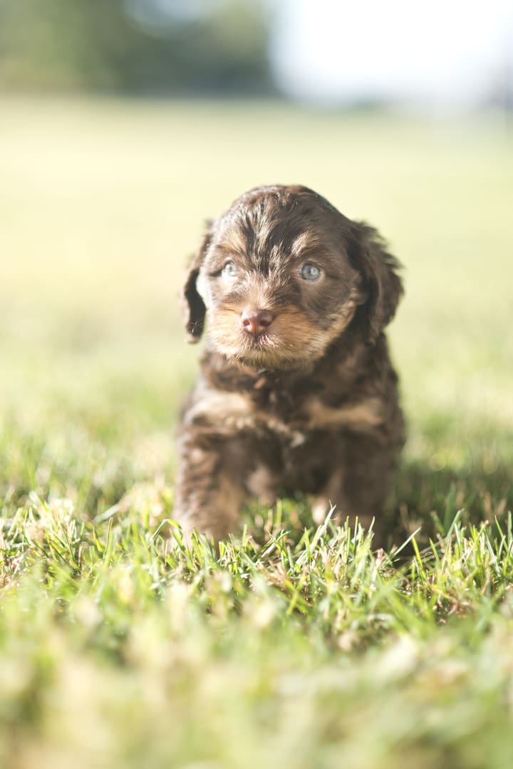 A small brown and black puppy standing in the grass, part of a gallery showcasing adorable Multigenerational Australian Labradoodle puppies.