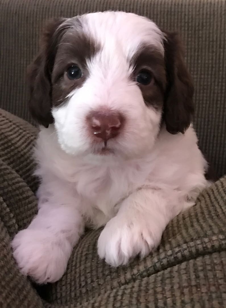A small white and brown multigeneration labradoodle puppy sitting on a couch for sale.