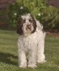 A brown and white multigenerational Australian labradoodle dog on a lawn.