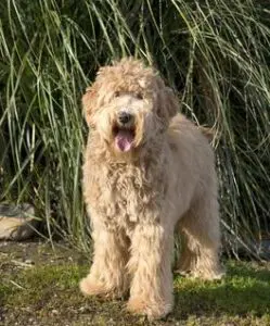Delta Breeze Labradoodles. A red multigenerational Australian labradoodle dog standing by tall grass.
