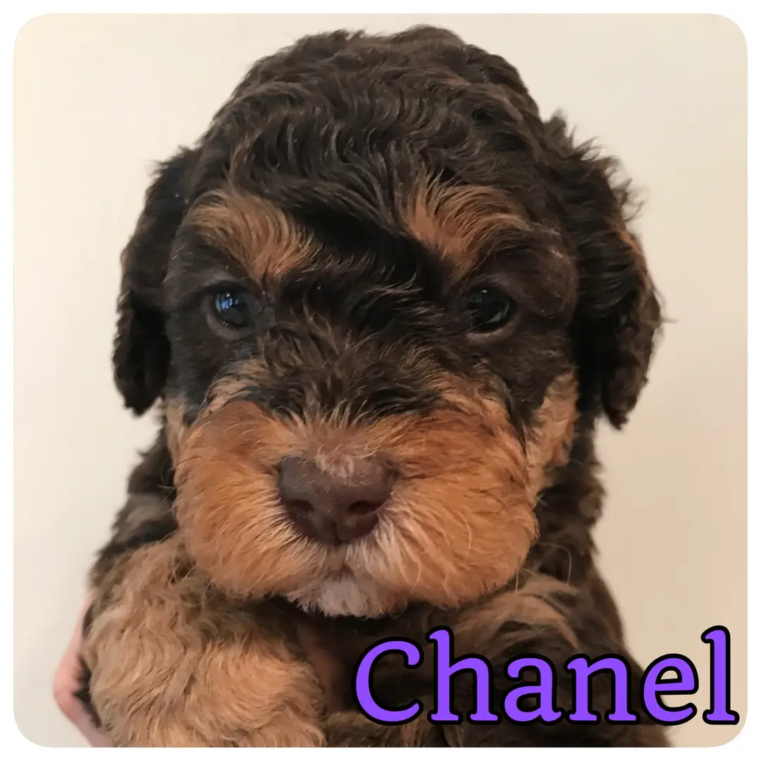 A black and brown puppy with the word Chanel on it, available for sale.