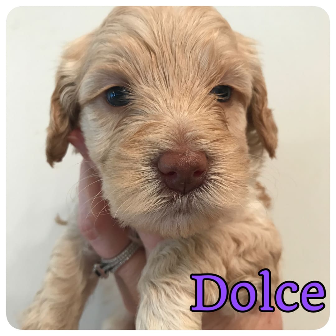 A person cuddling one of the adorable multigeneration labradoodle puppies for sale, with the word "dole" printed on its collar.