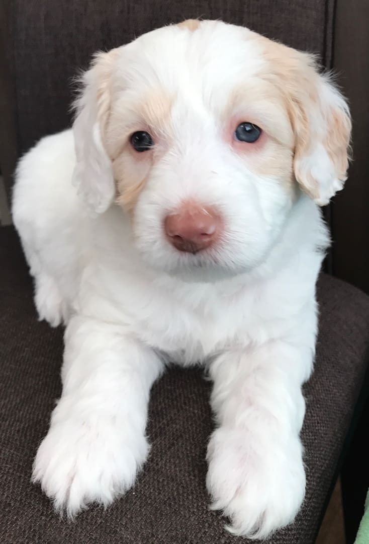 A white and brown puppy sitting on a chair.