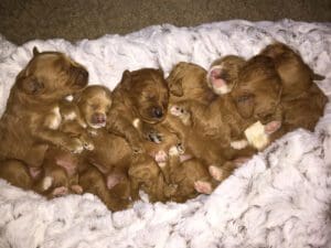 Delta Breeze Labradoodles. Multiple red multigenerational Australian labradoodle puppies sleeping together on a bed.