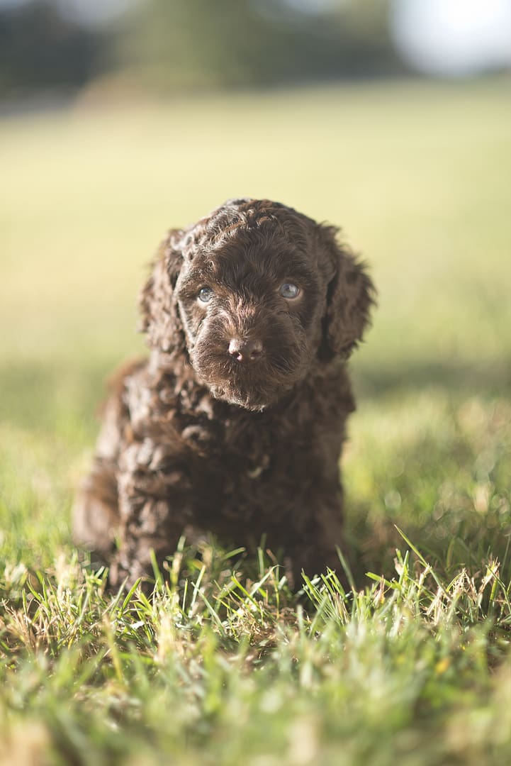 A small brown puppy from a Multigenerational Australian Labradoodle litter sitting in the grass.