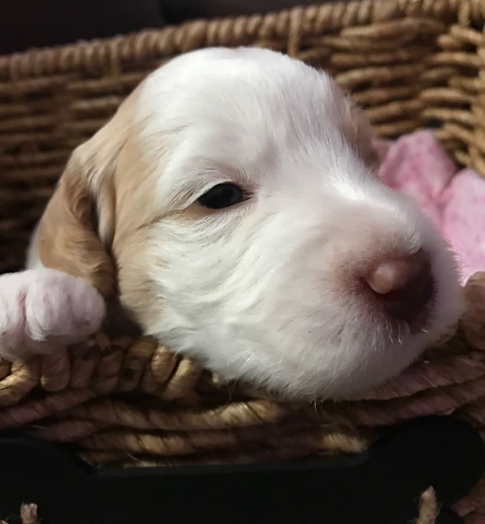 A white and brown puppy, one of the adorable multigeneration labradoodle puppies, enjoying a cozy nap in a wicker basket.