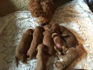 Delta Breeze Labradoodles. Multiple red multigenerational Australian labradoodle puppies sleeting with mom.