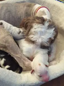 Delta Breeze Labradoodles. A red and white multigenerational Australian labradoodle Moma dog sleeping with her puppies.