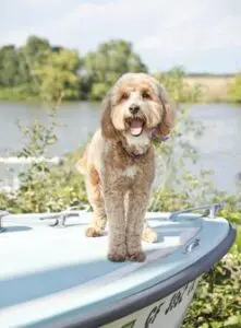 Delta Breeze Labradoodles. A smiling red and white multigenerational Australian labradoodle dog by the river.
