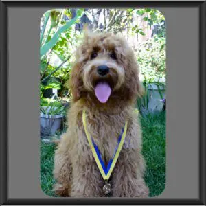 Closeup image of a dog wearing a medal