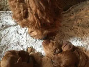 Delta Breeze Labradoodles. A red multigenerational Australian labradoodle Moma touching noses with her puppy.