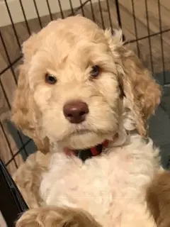 A small multigenerational Australian Labradoodle puppy sitting in a cage