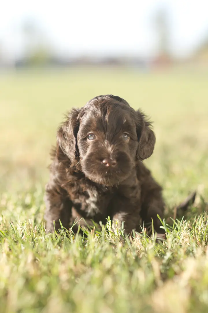 A black labradoodle puppy laying in the grass.