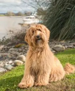 Delta Breeze Labradoodles. A red multigenerational Australian labradoodle dog. Photo by the river.