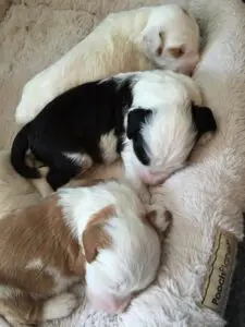 Delta Breeze Labradoodles. Multiple multigenerational Australian labradoodle puppies sleeping next to each other.