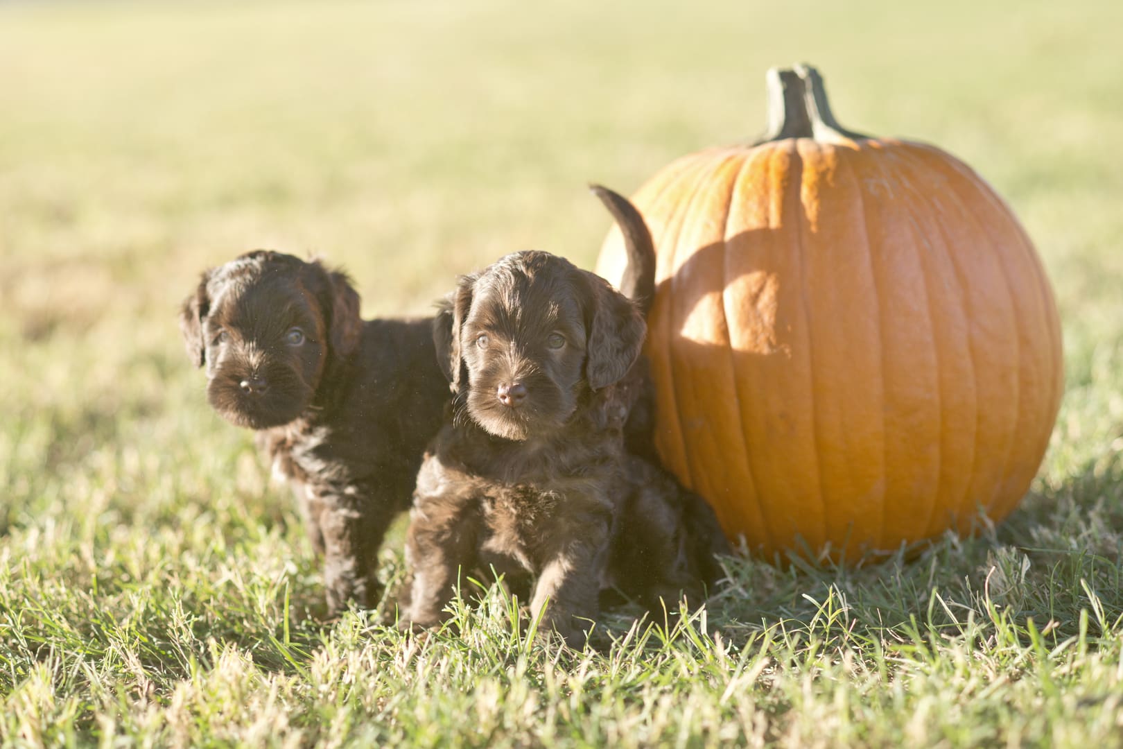 Two brown Labradoodle puppies standing next to a pumpkin.