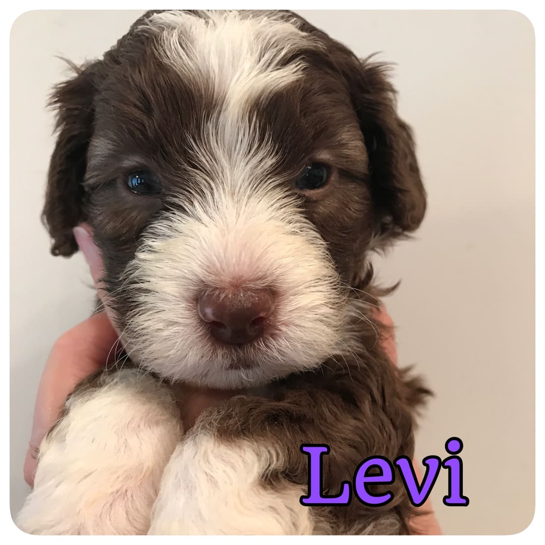 A brown and white Multigeneration labradoodle puppy named Levi.