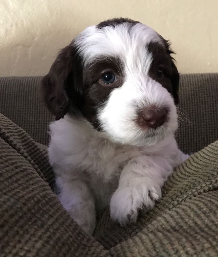 A black and white Labradoodle puppy sitting on top of a couch.
