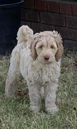 Multigenerational Australian Labradoodle Puppy gallery: A small white dog standing in the grass next to a brick wall.