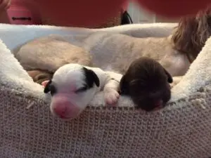 A gallery of multigenerational Australian Labradoodle puppies laying in a dog bed.