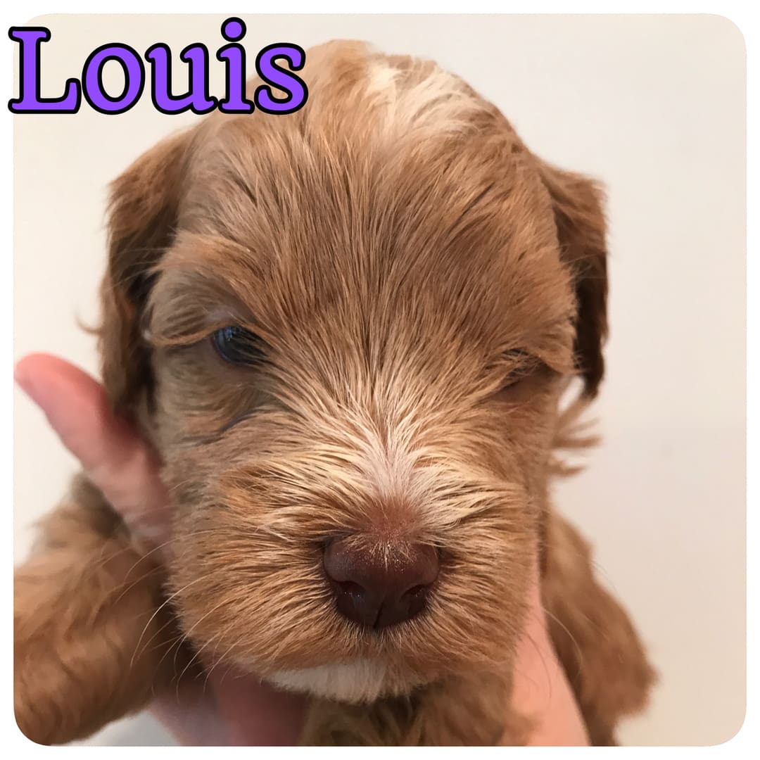 A brown puppy with the word louis written on it. Multigeneration labradoodle puppies for sale available in our Multigenerational Australian Labradoodle Puppy gallery.