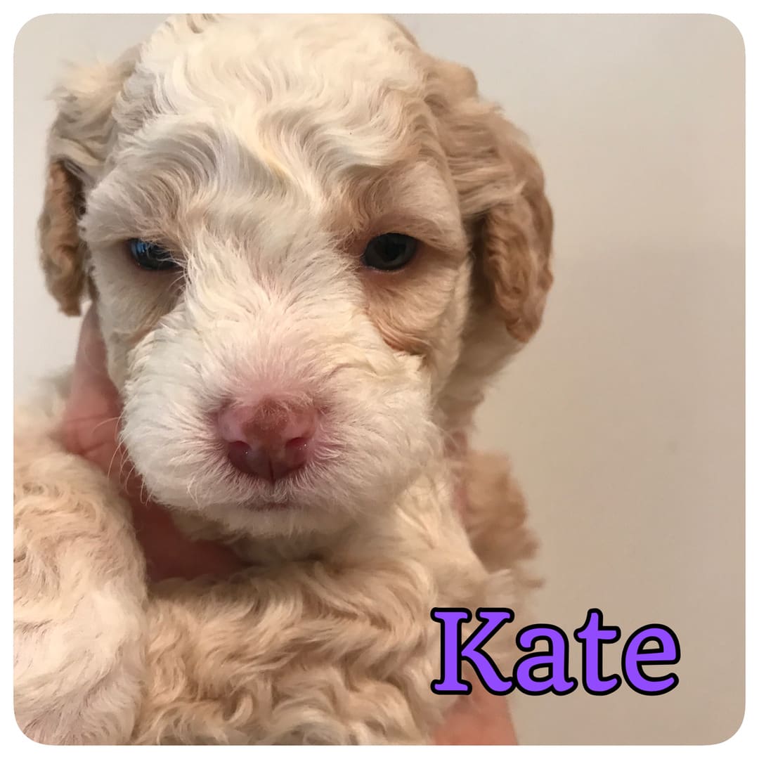 A white poodle puppy with the word kate on it, available for sale.