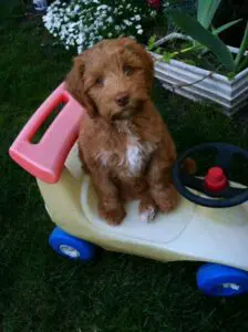 Delta Breeze Labradoodles. A red and white multigenerational Australian labradoodle puppy sitting on a child's play scooter.