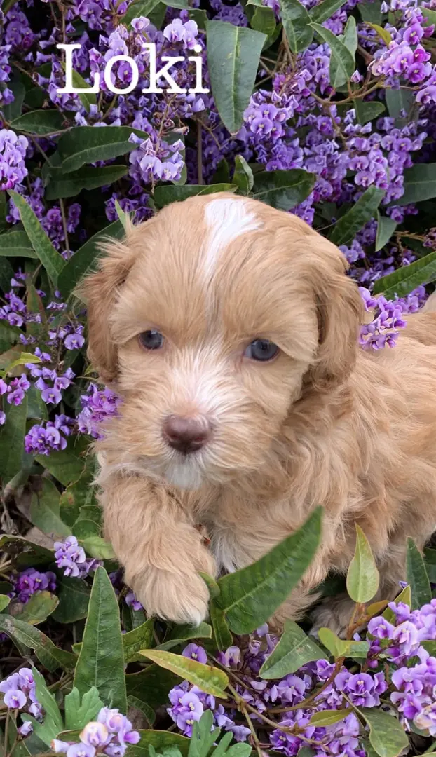 A brown puppy, named Loki, laying in purple flowers.