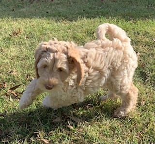 A small brown puppy, labradoodle puppies for sale, running in the grass.