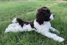 A black and white multigenerational Australian labradoodle puppy relaxing on the lawn.