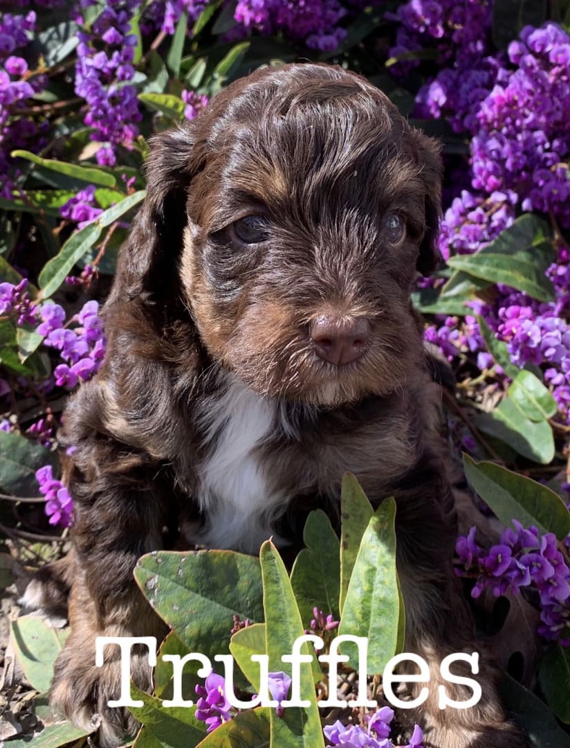 A brown and white puppy sitting in a bed of purple flowers for sale.