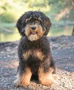 A small black and tan dog, born from Health Tested Labradoodle Parents, sitting on the ground.